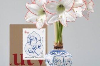 圖1 上海園林“青花白玉”朱頂紅蠟球禮盒