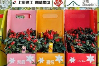 圖2 上海園林“上花源”多款觀賞辣椒
